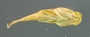 M reticulata FMNH 107374 ventral